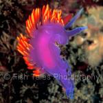 CA97-0001:  Spanish Shawl Nudibranch
