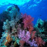G1915:  Soft Corals