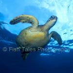 A2310b:  Green Sea Turtle